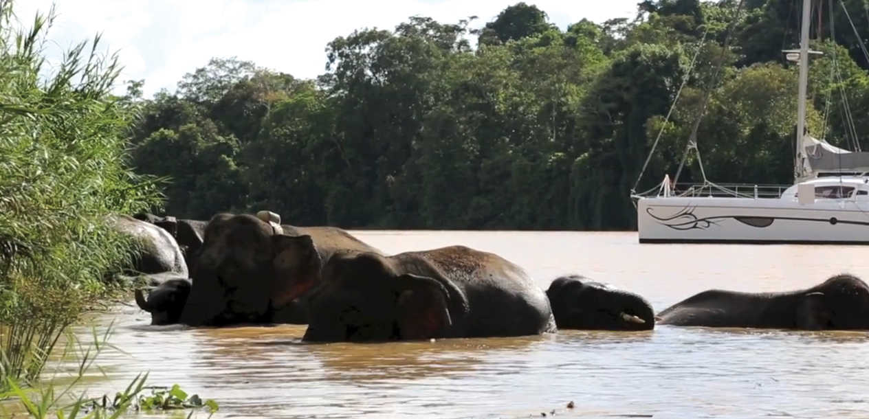 Avec un bon bateau bien équipé, vous pourrez partir et faire des rencontres… extraordinaires, comme ce mouillage entouré d'éléphants !