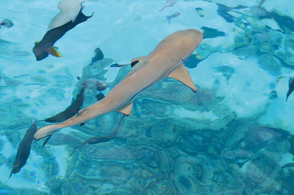 15 destinations incontournables en catamaran