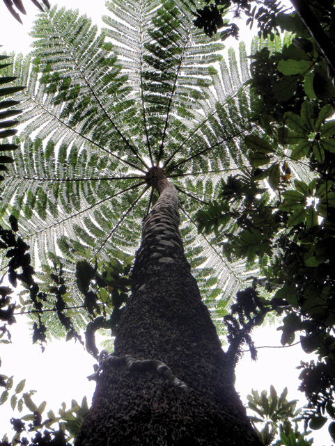 Chronicle New Caledonia