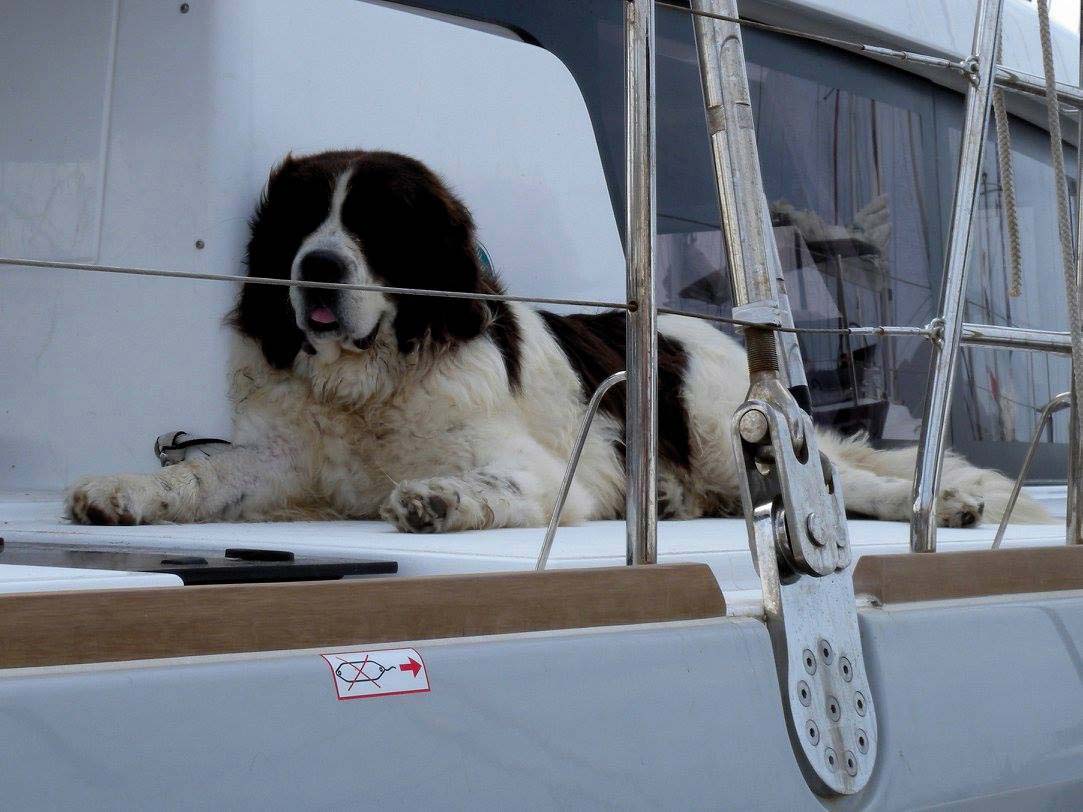 Hadès, le chien navigateur, fidèle au poste et en route pour sa première transat.