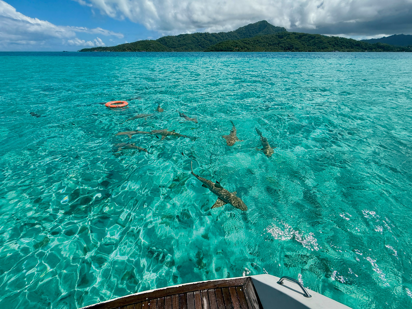 En Polynésie, on vit avec les requins à pointes noires. Ils sont partout et inoffensifs. C’est impressionnant au début, mais on s’habitue très vite, et surtout on mesure sa chance de pouvoir les observer si souvent et d’aussi près  !