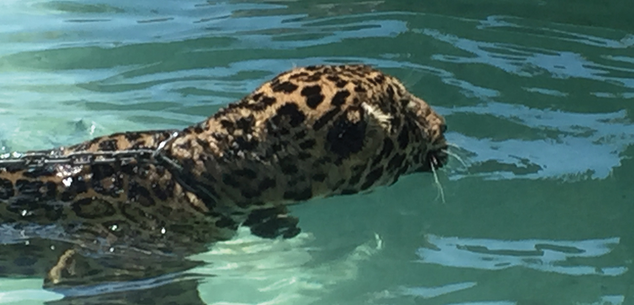 Strange encounter in the anchorage. Best to avoid going swimming!