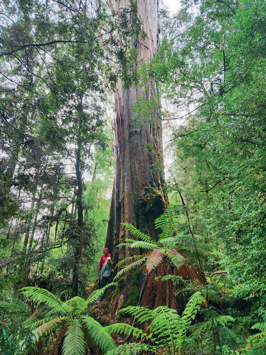 Notre étape à Hobart est aussi l’occasion d’aller découvrir une autre merveille de la nature, les plus grands arbres à fleurs du monde ; l’eucalyptus regnans peut en effet dépasser les 100 mètres de hauteur !