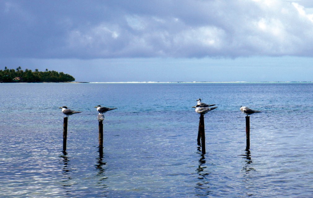 Chronicle around the world : Leeward Islands