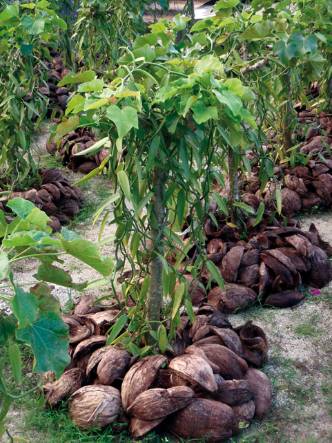 Chronicle around the world : Leeward Islands