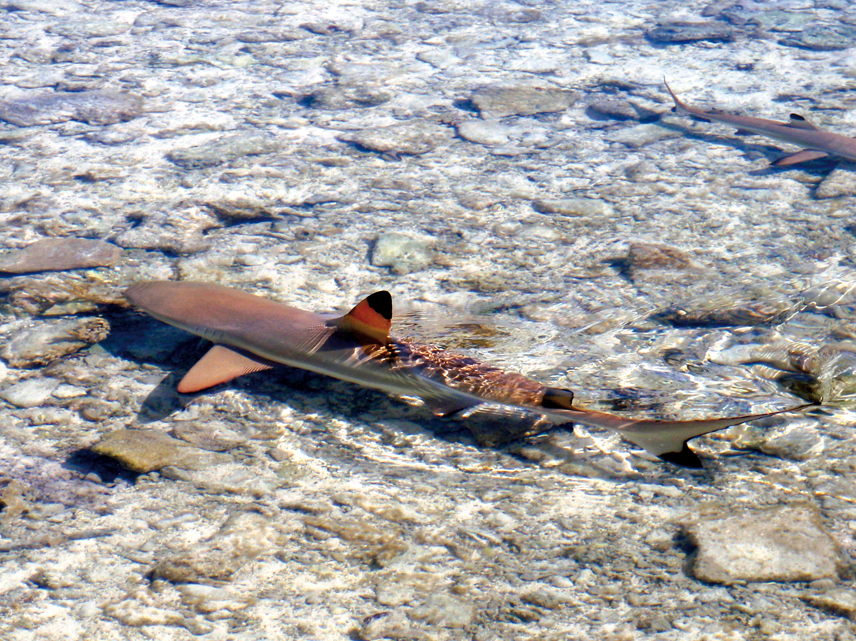 Chronicle around the world - Mopelia