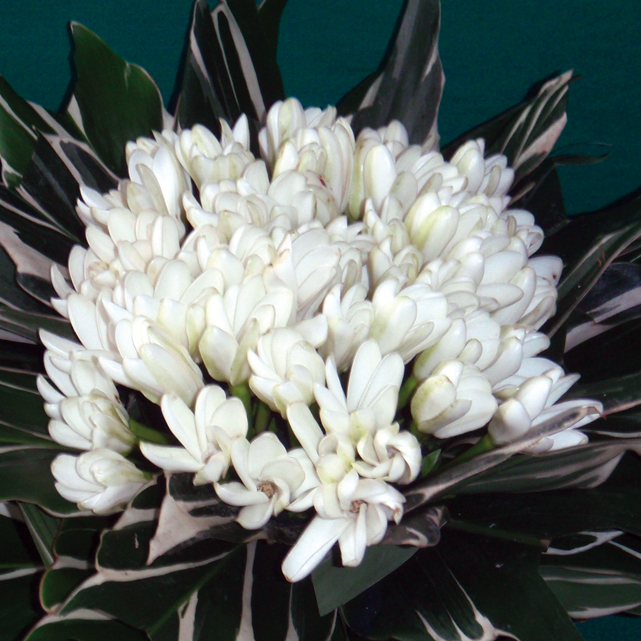 Chronicle around the world : Tahiti et Moorea