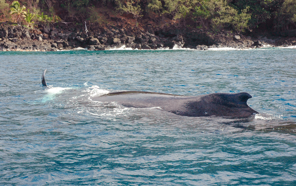 Chronicles around the world Tofua