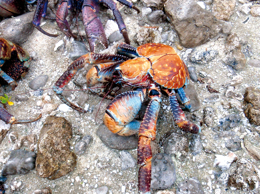 Chronicle around the world : Suvarov