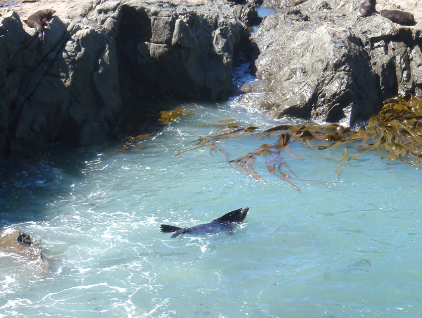 Chronicle around the world : New Zealand