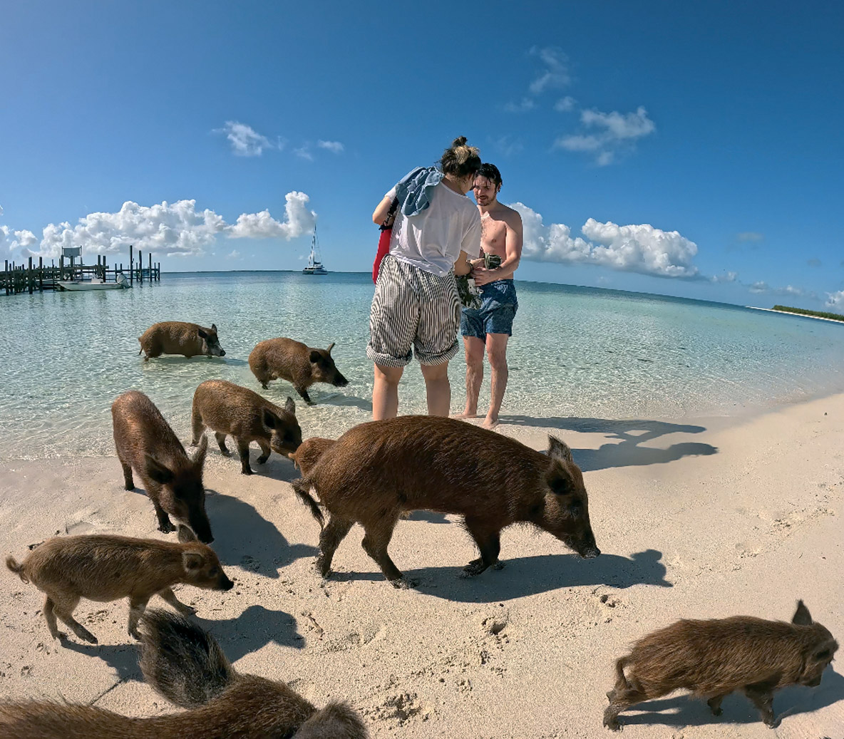 A l’ouest de No Name Cay, vous pouvez rencontrer une colonie de cochons parfaitement adaptée aux conditions tropicales – une escale à ne pas rater si vous naviguez avec des enfants !