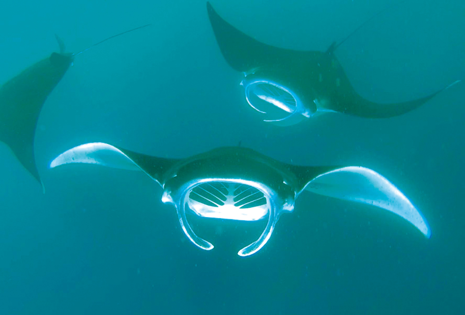 Croisière aux Marquises