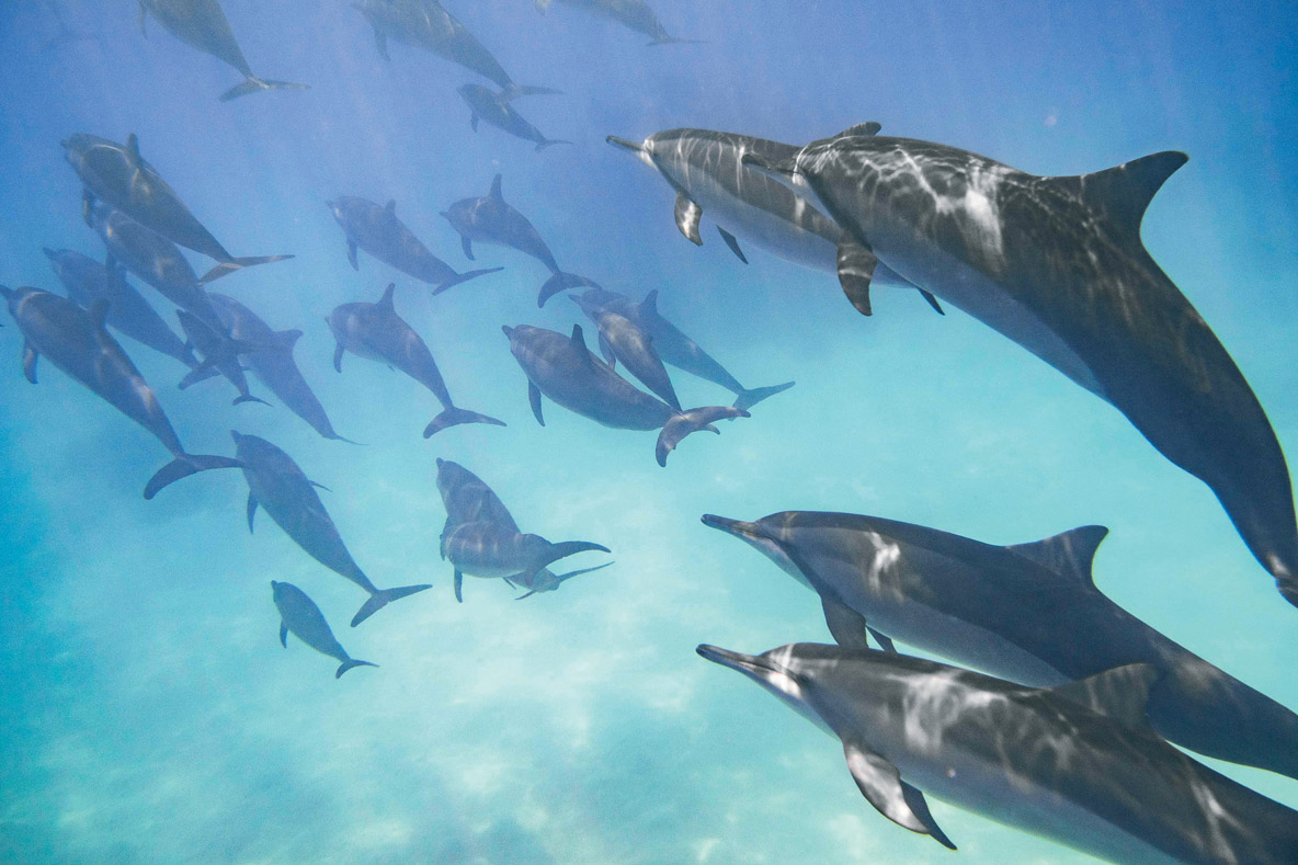 Les dauphins à long bec forment des colonies pouvant rassembler des centaines voire des milliers d’individus.