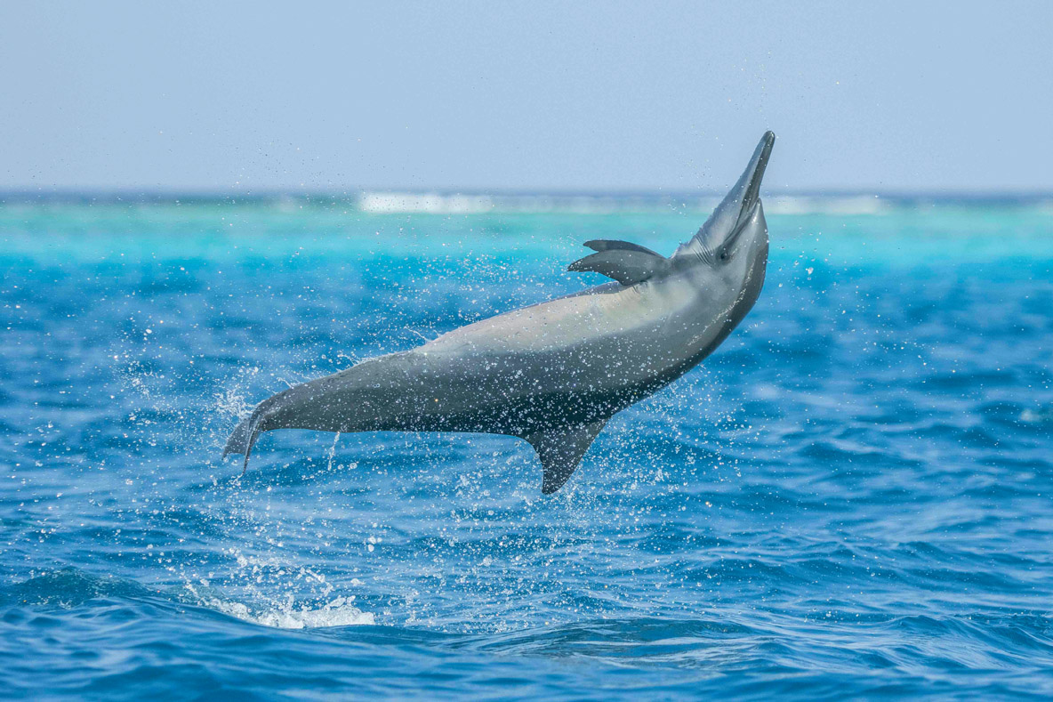 Cette espèce de dauphin se caractérise par des sauts hors de l’eau particulièrement spectaculaires – dont on ne connaît pas très bien les motivations.