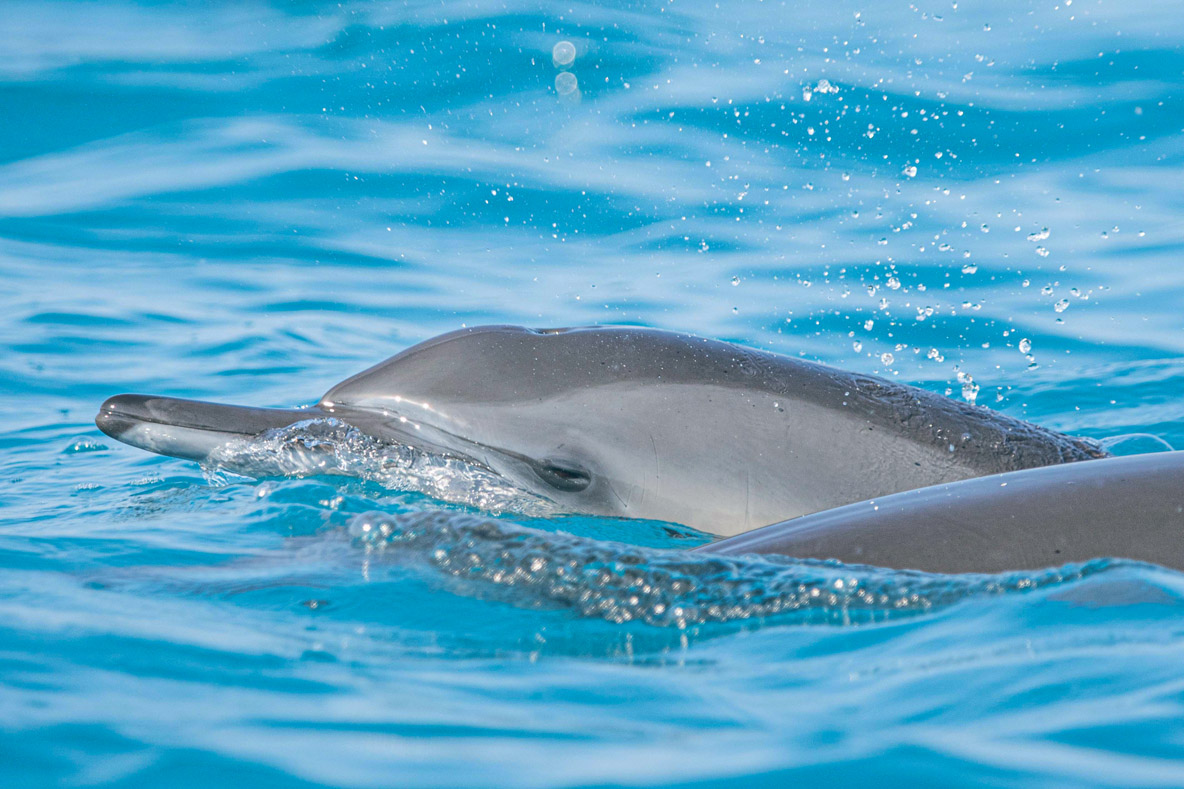 Le dauphin à long bec mesure entre 1,30 et 2 m. Son poids varie de 45 à 75 kg.
