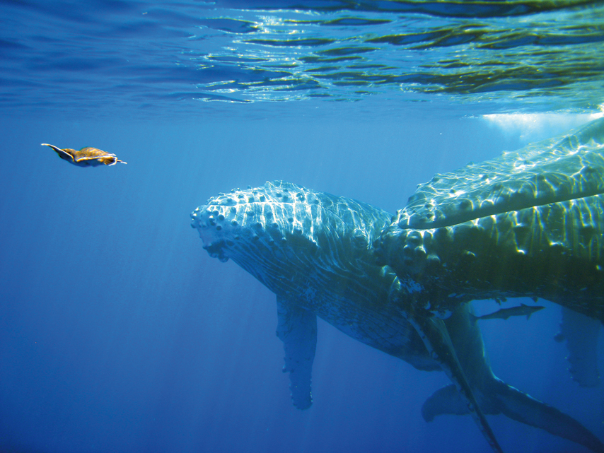 Esacale à la Réunion