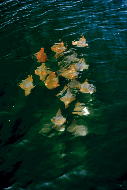 Jeune photographe en bateau