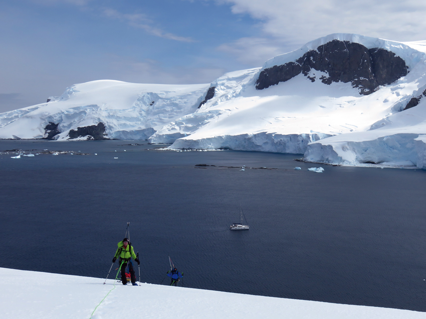 Libellule in Antarctica