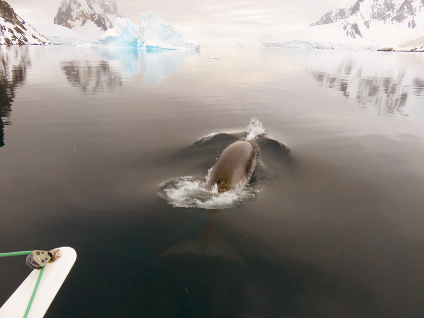 Libellule in Antarctica