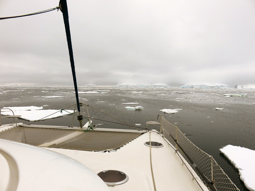 Libellule in Antarctica