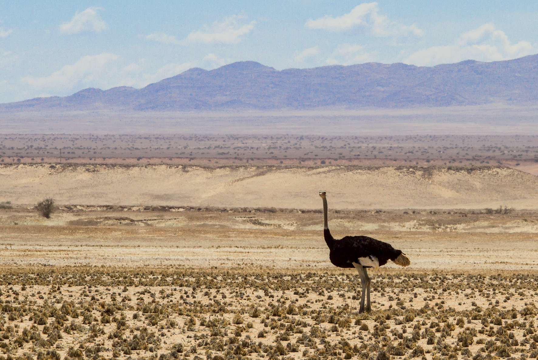Le désert du Namib est riche d'une faune incroyable. Nous avons souvent vu des autruches le long de la route…