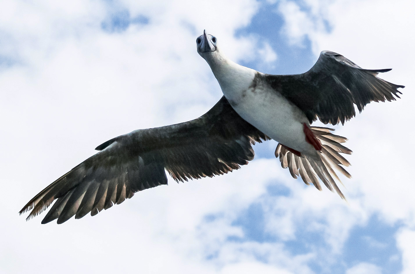 Nous avons souvent eu des bateau-stoppeurs à bord. Celui-ci est resté deux jours avec nous…