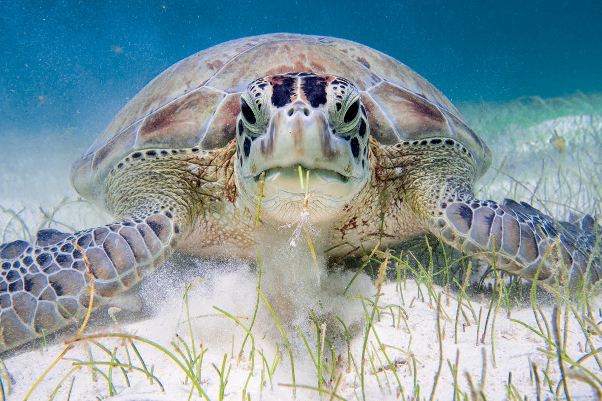 C’est l’heure du repas pour cette magnifique ttortue !