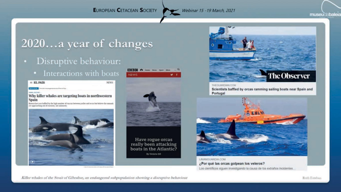 Les rencontres avec les orques ont rapidement été relayées par les médias.  De leur côté, les scientifiques ont créé le GTOA (groupe de travail des  orques de l’Atlantique) pour essayer d’analyser et de comprendre ce nouveau comportement afin de mettre en place un plan d’action.