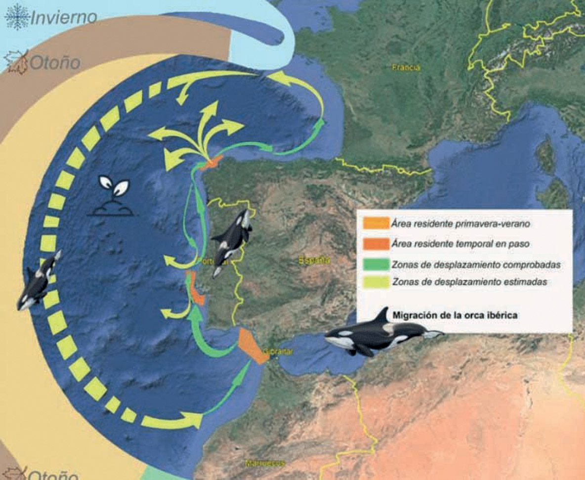 Les orques du détroit de Gibraltar forment un groupe sédentaire qui se nourrit essentiellement de thon. Elles suivent donc leurs proies tout au long de l’année depuis le détroit jusqu’au golfe de Gascogne. Sans grande surprise, les zones concernées par les interactions avec les orques correspondent à leurs déplacements.