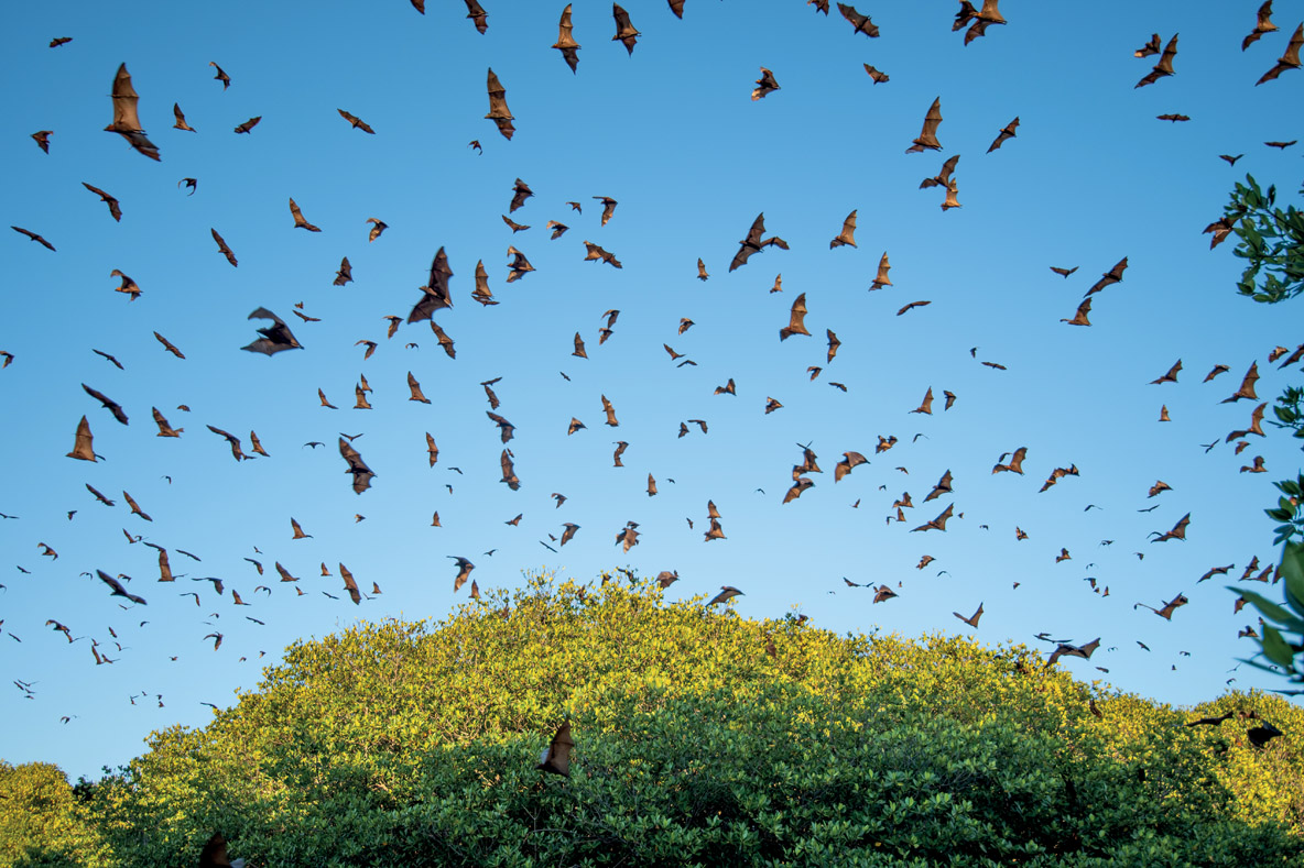 Les Oiseaux d’Hitchcock vous ont fait peur ? Alors les renards volants d’Indonésie pourraient bien vous effrayer…