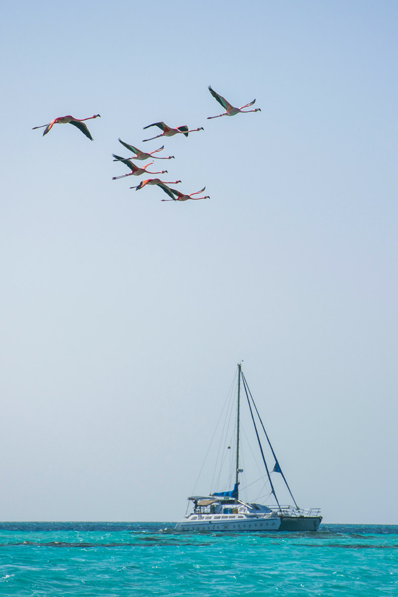 Il n’y a pas que des oiseaux marins aux Aves ; les flamants roses se joignent à nous !