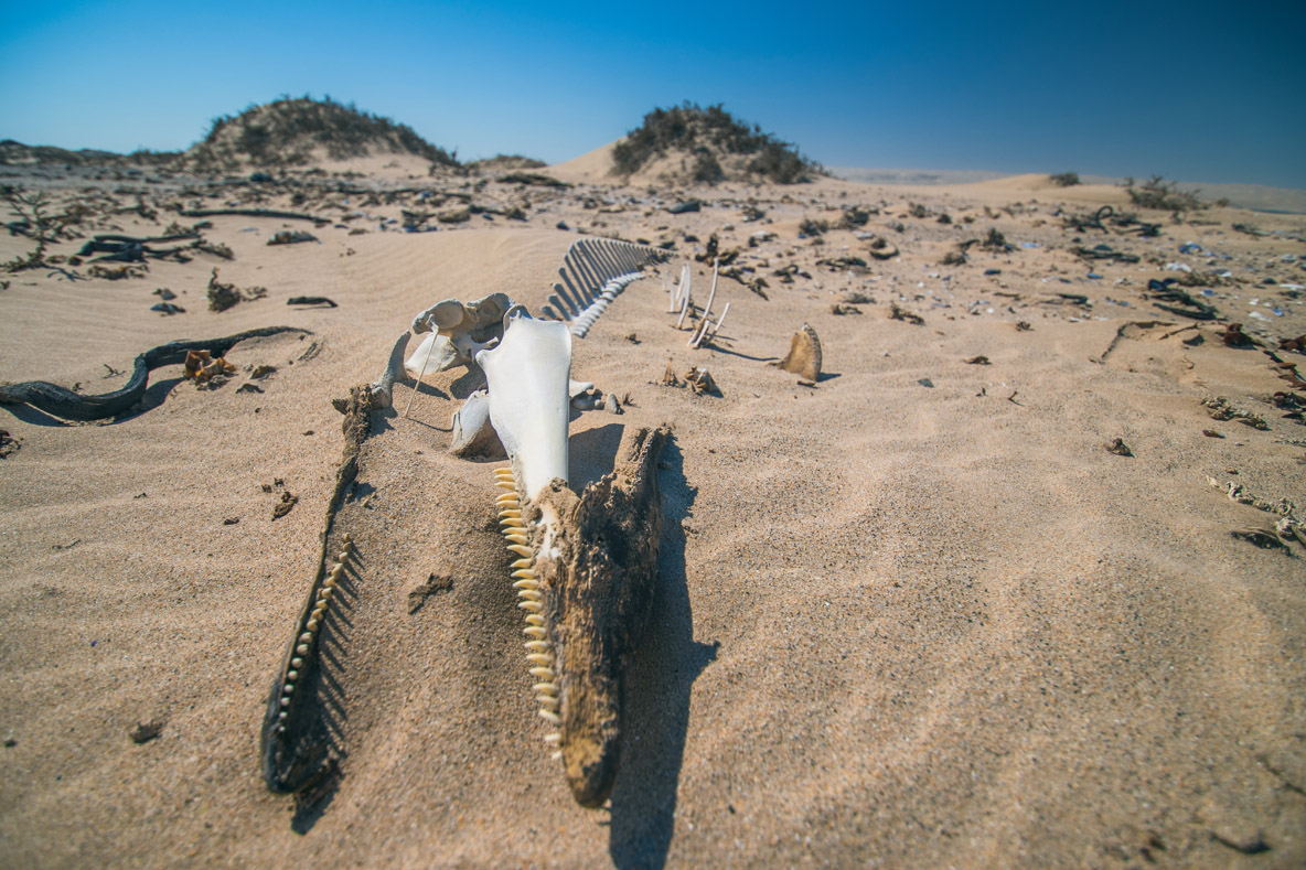 Dauphins, baleines ou encore raies : on retrouve de nombreuses carcasses, ici…