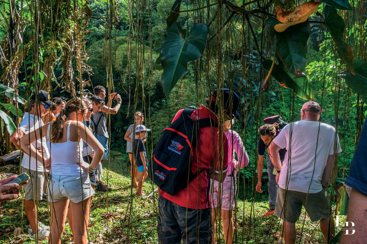 Découverte de la végétation des contreforts de la montagne Pelée.