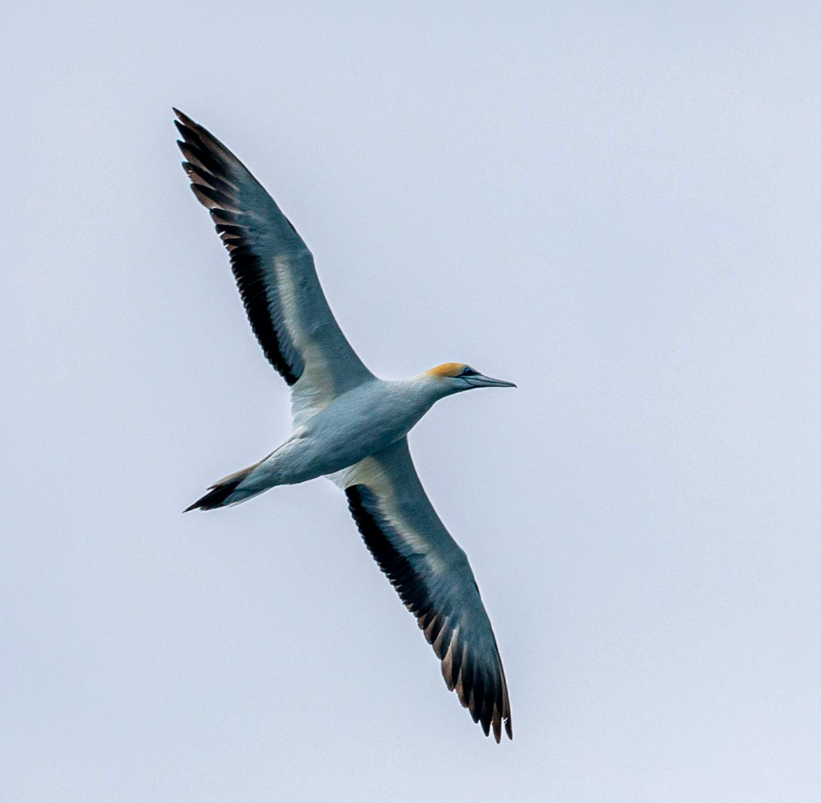 Des cormorans  « Australasian Gannets », curieux, nous rendent une petite visite intéressée.
