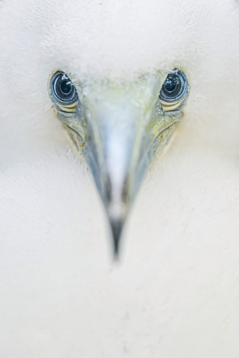 Un portrait de fou à pieds rouges