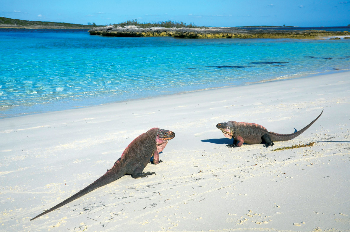Les cochons cohabitent avec des iguanes qui essayent de se faire  passer pour des porcinets  en adoptant la couleur rose. 