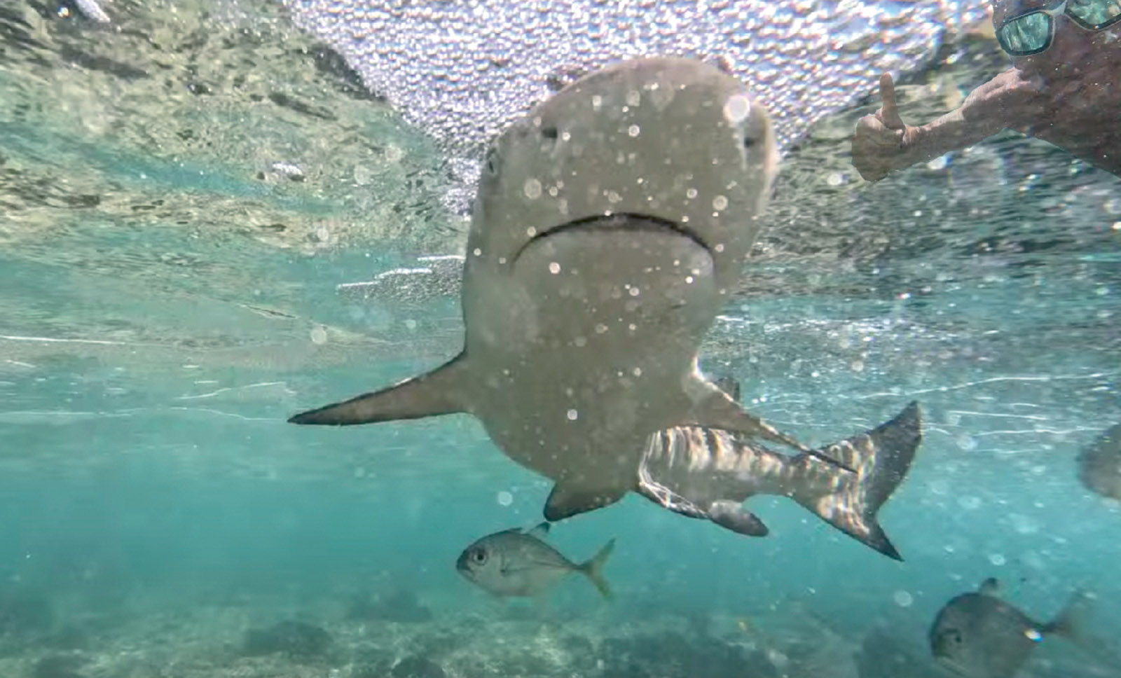 Au-dessus de la surface, juste le ressac… en dessous, un requin-citron semble nous saluer.
