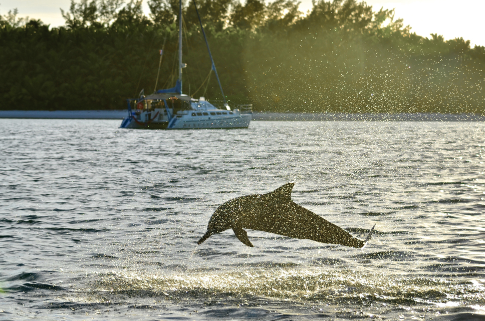 Photographer - dolphin