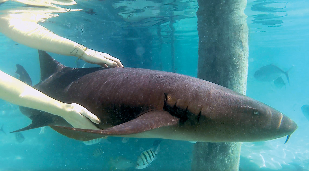 Nager avec les requins nourrices (inoffensifs !) à Compass Cay est une expérience extraordinaire.