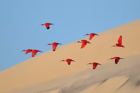 Vol d’ibis rouges à Ilha do Lençois (Brésil) – Image gagnante Young Wildlife Photographer of the Year (15-17 ans)