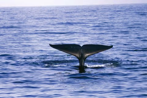 Le Sri Lanka s'ouvre tout juste au nautisme. C'est le moment de défricher une zone encore complètement vierge.