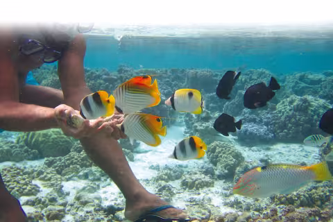 Au dessus de l'eau, c'est magique. Mais en dessous aussi, même avec un simple masque.