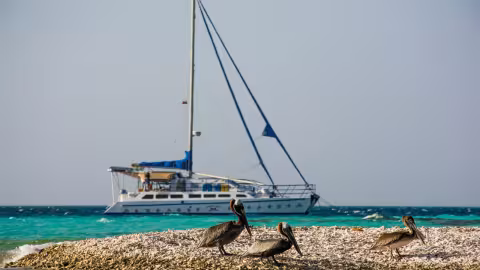 Our catamaran and its three friends, the pelicans!