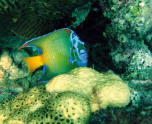 Les îles vénézuéliennes