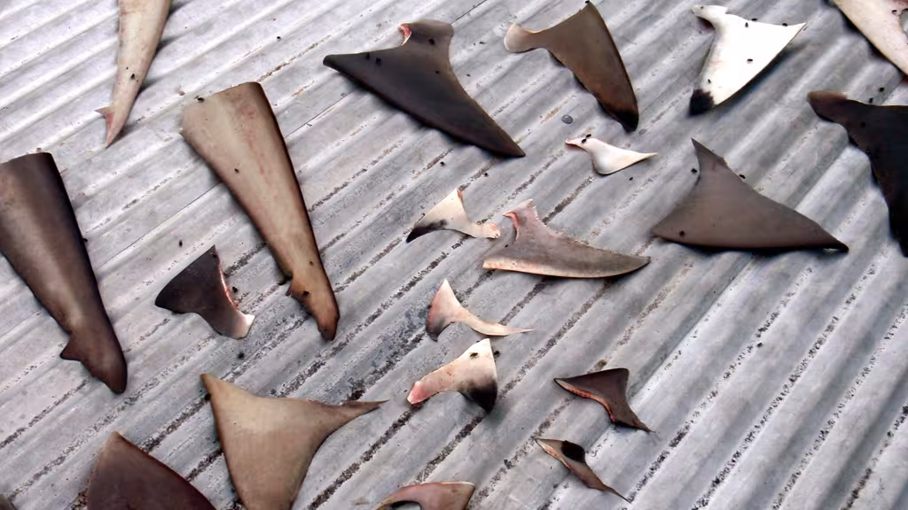 La collecte des ailerons de requins, rare monnaie d’échange pour les villageois, mais pratique regrettable encouragée par la consommation asiatique…