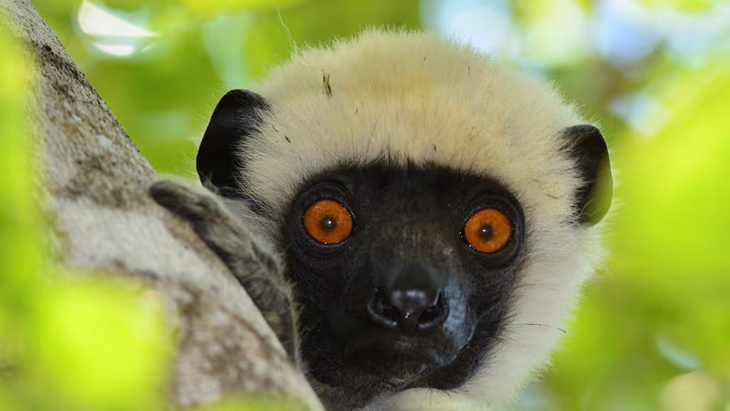 Le propithèque de Decken, Propithecus Deckenii, une espèce en danger, visible seulement dans cette zone de Madagascar. Une rencontre magnifique.