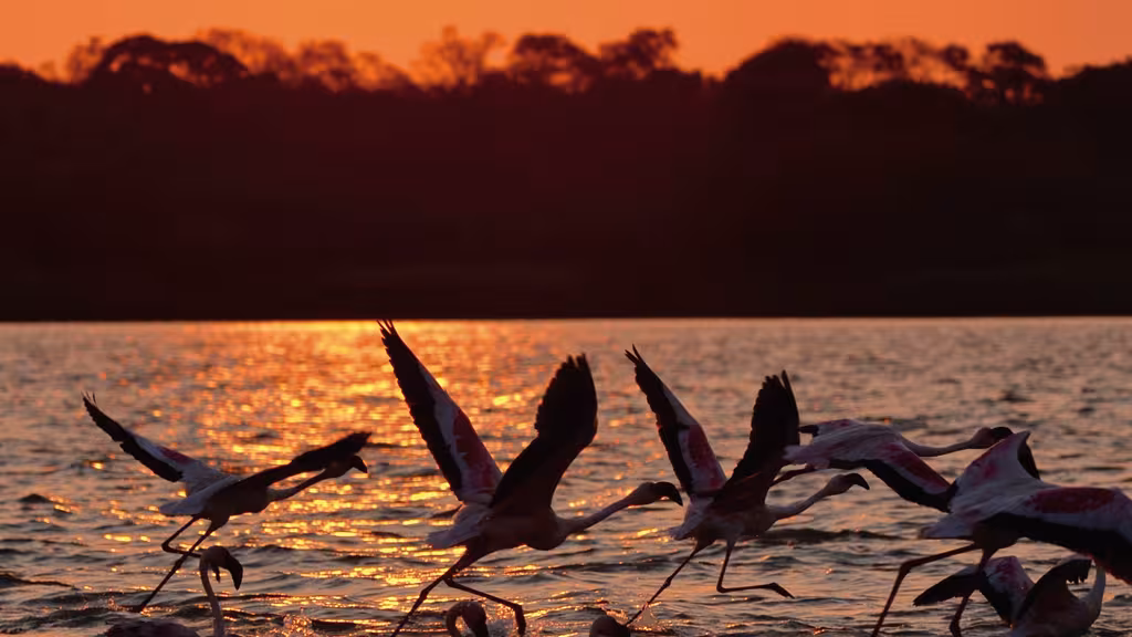 Voilà un spectacle pas comme les autres, à observer sans modération, et tous les jours !