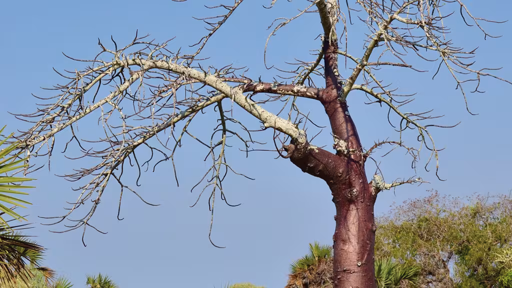 Balade en forêt sèche, à la recherche de trésors en tous genres.