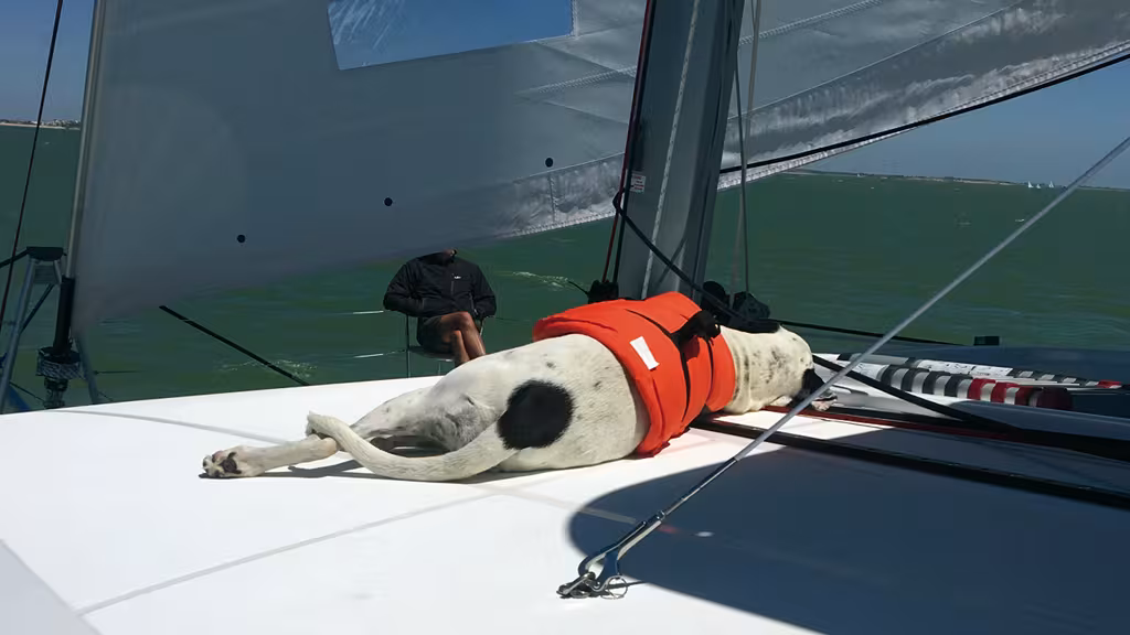 Stability and space: the couple’s dogs soon found their favorite spot and gave the paws-up to this 110m² platform.  