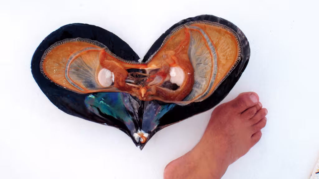 Les moules géantes de l’archipel du bout du monde